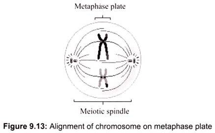 Alignment of Chromosome on Metaphase Plate