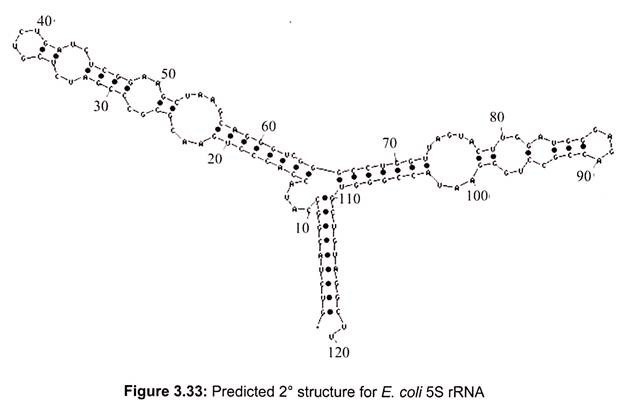 Predicted 2° Structure for E. Coli 5S rRNA