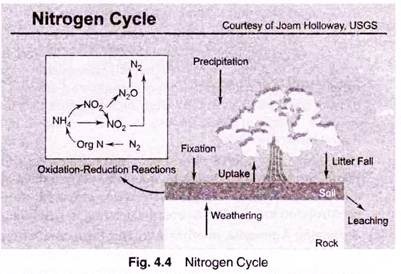 Nitrogen Cycle