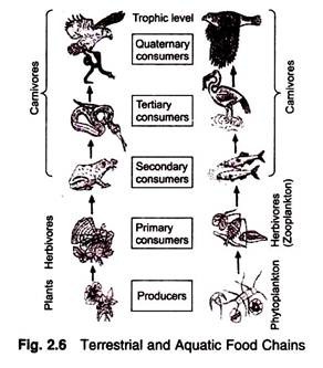 Terrestrial and Aquatic Food Chains