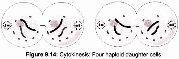 Cytokinesis: Four Haploid Daughter Cells