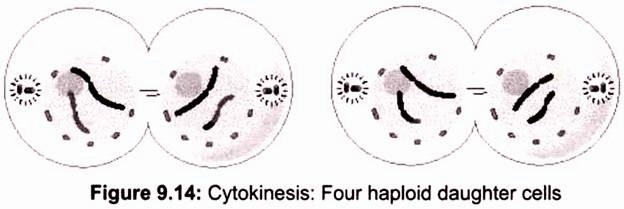 Cytokinesis: Four Haploid Daughter Cells