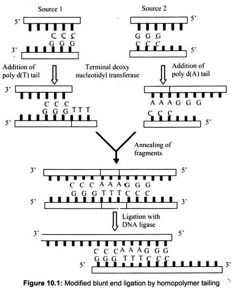 Modified Blunt End Ligation by Homopolymer Tailing