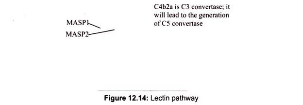 Lectin Pathway