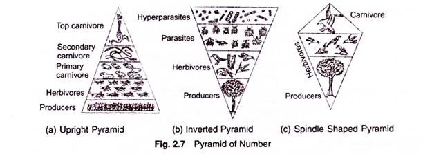 Pyramid of Number