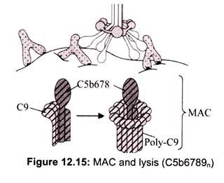 MAC and Lysis (C5b6789n)