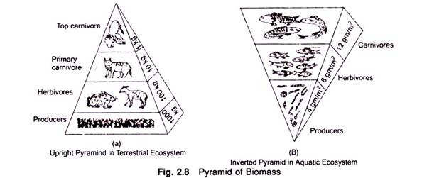 Pyramid of Biomass