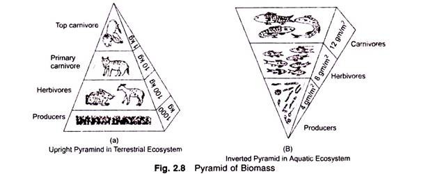 Pyramid of Biomass