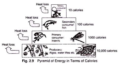 Pyramid of Energy in Terms of Calories