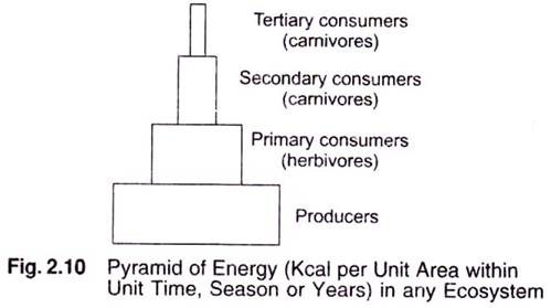 Pyramid Energy in any Ecosystem