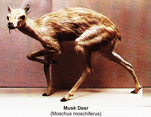 Musk Deer (Moschus Moschiferus)