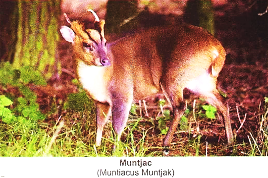 Muntjac (Muntiacus Muntjack)