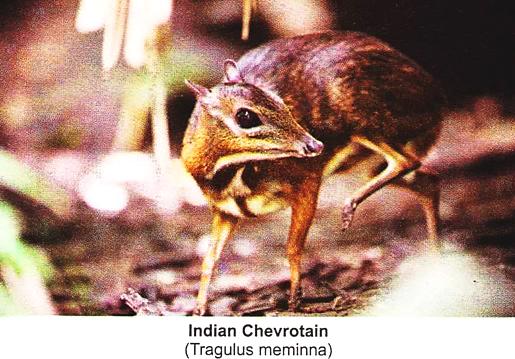 Indian Chevrotain (Tragulus Meminna)