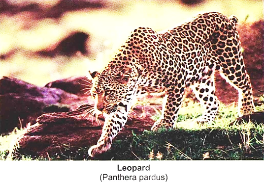 Leopard (Panthera Pardus)