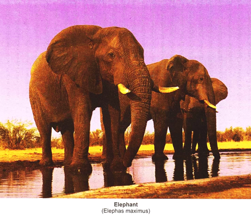Elephant (Elephas Maximus)