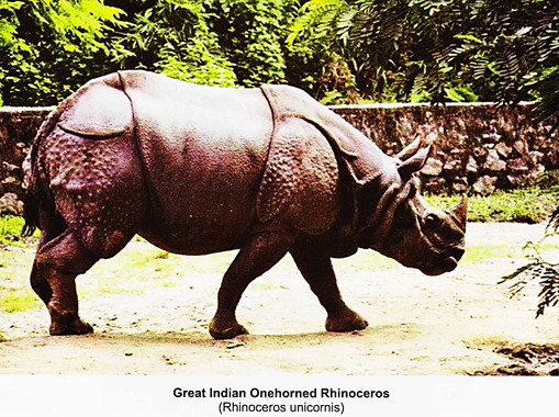 Great Indian Onehorned Rhinoceros (Rhinoceros Unicornis)
