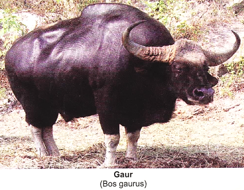 Gaur (Bos Gaurus)