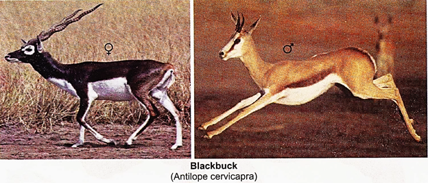 Blackbuck (Antilope Cervicapra)