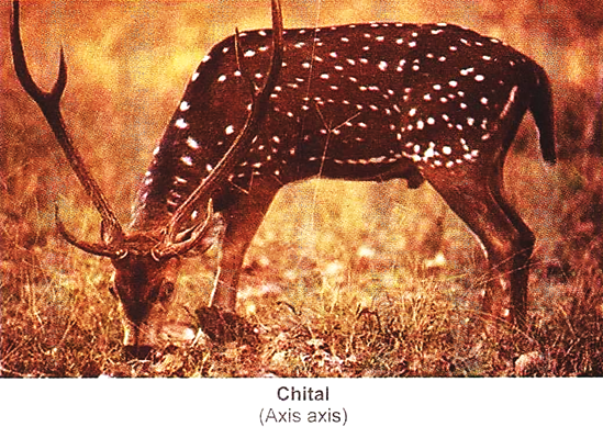 Cheetal (Axis Axis)