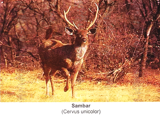 Sambhar (Cervus Unicolor)