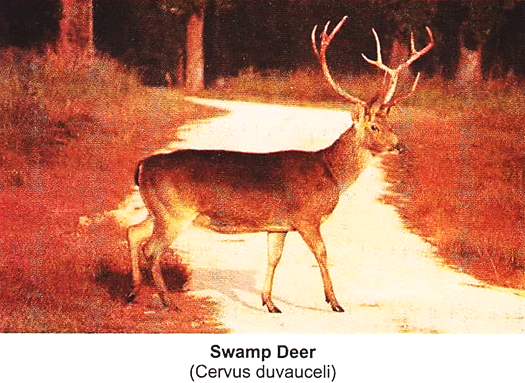 Swamp Deer (Cervus Duvauceli)