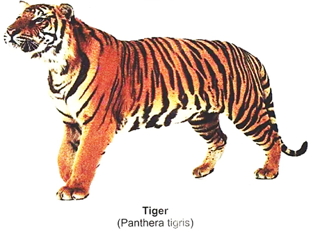 Tiger (Panthers Tigris)