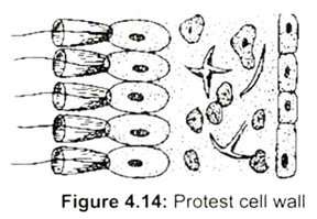 Protest Cell Wall