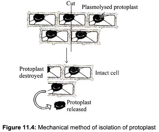 Mechanical Method of Isolation of Protoplast