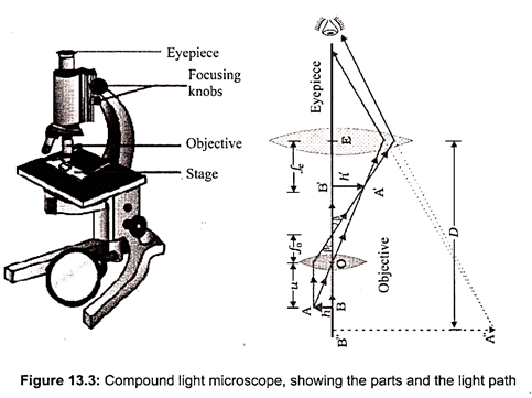 Compound Light Microscope, Showing the Parts and the Light Path